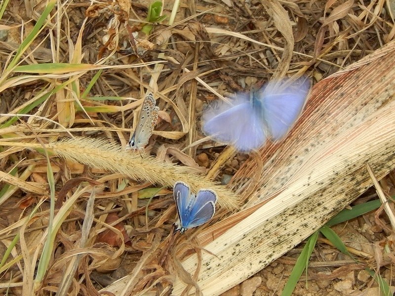 Polyommatus icarus in gruppo